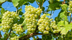 Российским виноградарям и виноделам окажут государственную поддержку