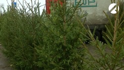 Более 20 площадок по продаже ёлок заработают в Астрахани