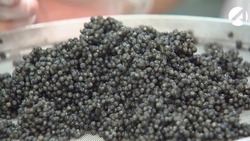 Астраханец незаконно приобрёл 5 килограммов чёрной икры