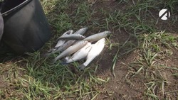 Для чего необходим запрет на вылов воблы в Астраханской области