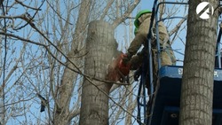 В Астрахани запланирована опиловка до 6000 деревьев 