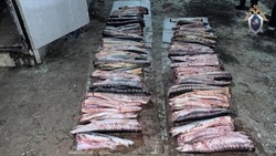 Астраханский браконьер выловил более сотни осетровых рыб