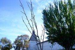 В Астрахани в сквере Ульяновых появилась японская сакура