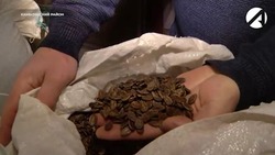 С прошлого года семена астраханских арбузов поставляют в ДНР
