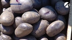 В Астраханской области выращивают необычные сорта картофеля