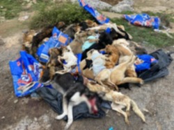 Астраханская прокуратура проверяет информацию об убийстве собак в регионе