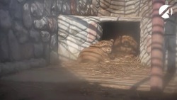 В астраханском зоопарке готовятся к зиме