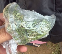 Астраханские полицейские изъяли крупную партию каннабиса