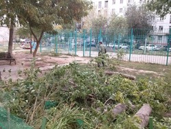 В Астрахани на пенсионерок упало дерево