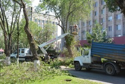 На одной из астраханских улиц проводят работы по омолаживанию многолетних растений