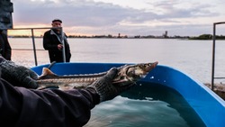 Конференцию ЮРПА в Астрахани начали с выпуска рыбной молоди