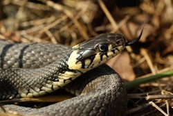 Астраханские спасатели освободили ужа