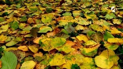 В чём польза опавшей листвы