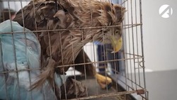 Спасённому в Астраханской области орлану провели операцию
