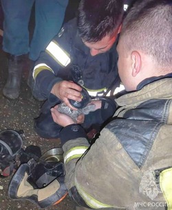Астраханские пожарные спасли надышавшуюся дымом кошку