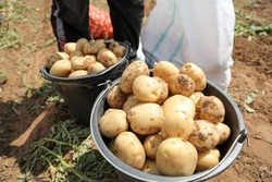 В Астраханской области собирают поздний картофель