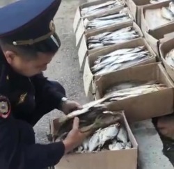 Полицейские изъяли у астраханки шесть килограммов сушёной рыбы