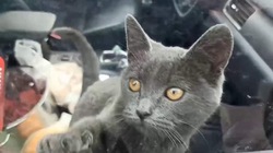 В Москве спасли запертого в автомобиле кота
