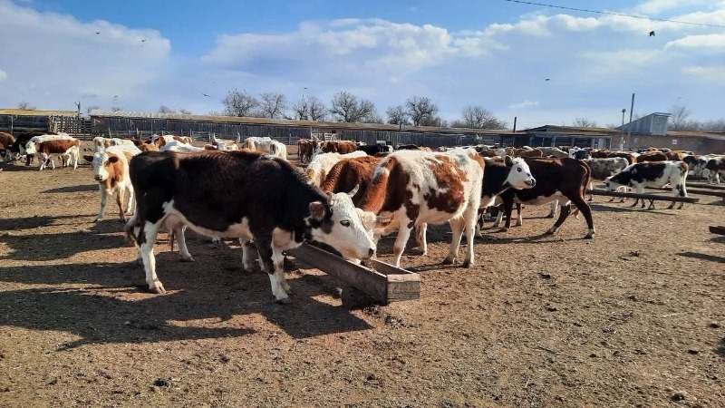 Свыше 5 млрд рублей выделили на развитие астраханского АПК 