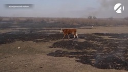 Пожар в Астраханском биосферном заповеднике поставил под угрозу предстоящий нерест
