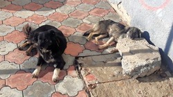 В Астраханской области изменён закон о бездомных животных