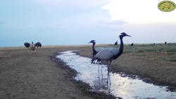 В заказнике «Степной» фотоловушки стали игрушкой для пернатых