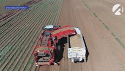Астраханские аграрии планируют собрать более 380 тысяч тонн картофеля