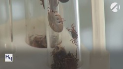 Астраханка оказалась на грани смерти после укуса клеща