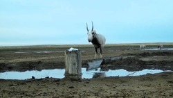 Астраханский заказник «Степной» показал зимнюю жизнь своих обитателей