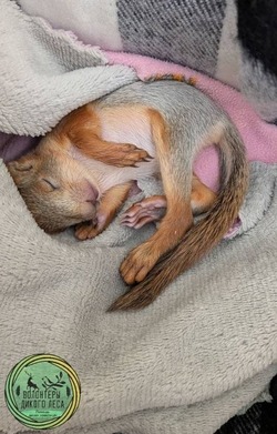 Волонтёры спасли беззащитного бельчонка