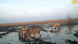 В заказнике «Степной» волчица с волчатами попала в фотообъектив