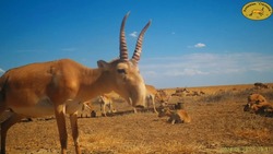 Как животные спасаются от жары в Астраханской области