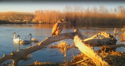 Астраханский заповедник поделился кадрами зимовки редких птиц
