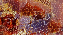 Как правильно выбрать и хранить мёд