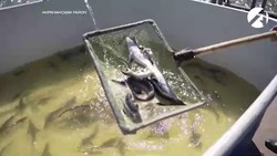 Юные астраханцы активно участвуют в выпуске рыбной молоди