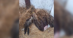 В Волго-Ахтубинской пойме подстрелили орлана-белохвоста