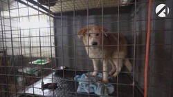 Этим летом в Астраханской области появится ещё один приют для бездомных собак