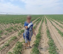 В Лиманском районе женщина пострадала на картофельном поле