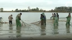 В этом году в Астраханской области выловили 23 тысячи тонн рыбы 