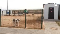 В Астраханской области планируют дрессировать бездомных собак