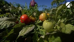 Господдержка помогла астраханским фермерам закупить современную технику