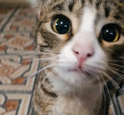 Астраханские спасатели вызволили котёнка из вентиляционного плена