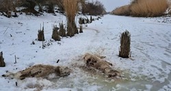 Полиция напоминает астраханцам об ответственности за охоту на сайгаков