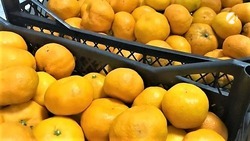 Чем полезны и вредны мандарины