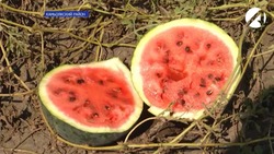 Астраханский фермер вывел новый сорт арбуза
