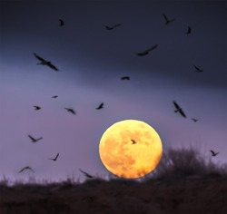Волчья Луна появилась на небе Астрахани