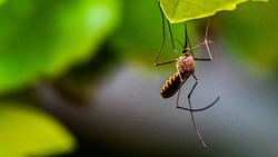 Главной целью комаров являются астраханцы с тонкой кожей