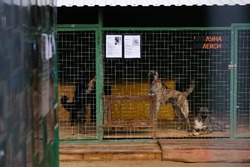 В Астраханской области строят ещё один собачий приют