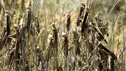 Астраханской области угрожает нашествие саранчи