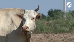 В Астраханской области снизилось число ДТП с участием крупного рогатого скота